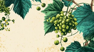 清新手绘风绿葡萄与枝叶