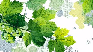 水彩绘葡萄枝叶清新画面