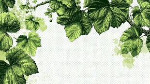 葡萄藤叶装饰背景图