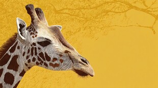 长颈鹿特写 暖黄色背景