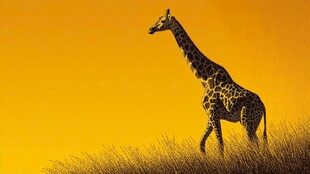 夕阳下漫步的长颈鹿