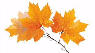 秋日绚烂枫叶枝头绽放