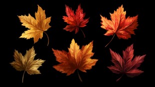 多彩枫叶展现秋日之美