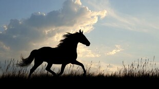 夕阳下骏马奔腾剪影