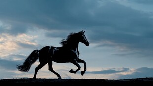 骏马在天际下奔腾