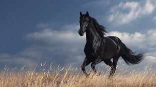 黑骏马在旷野中奔腾