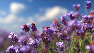 紫色薰衣草花丛中的瓢虫