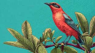 枝头红鸟 清新自然图景