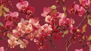 深红背景下的娇艳兰花