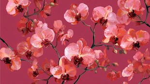 粉色蝴蝶兰花卉艺术插画