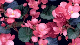 娇艳欲滴的粉色秋海棠花