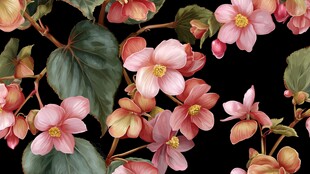 粉色海棠花卉精美图案