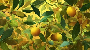 金黄果实挂于翠绿枝叶间