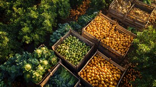 木箱中色彩缤纷的新鲜果蔬