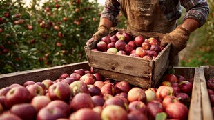 果农丰收忙 木箱装满红苹果