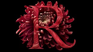 红色菊花字母R创意图像