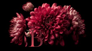 深红菊花与字母B的艺术组合