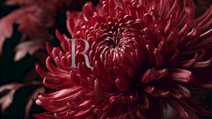 深红菊花特写
