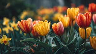 春日绚烂郁金香花绽放