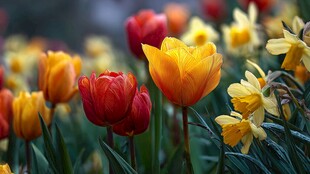 多彩郁金香与水仙绽放