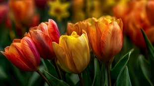 绚烂多彩郁金香绽放美景