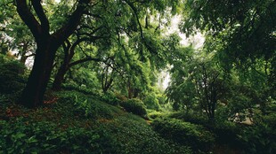 绿意盎然的静谧森林小径