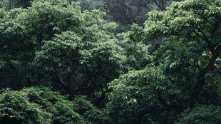 茂密葱郁的森林景象