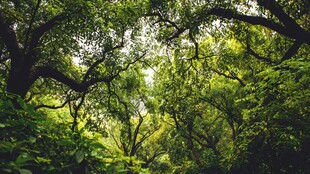 阳光洒落的茂密森林景象