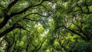 绿荫蔽日的繁茂森林景象