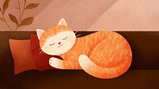 橘猫惬意枕枕酣睡