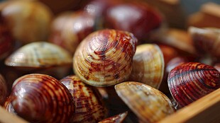 木盒中色彩斑斓的蛤蜊