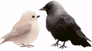 灰白小鸟与黑鸟对望