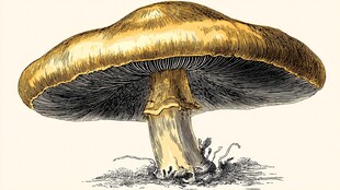 复古风金色大蘑菇插画