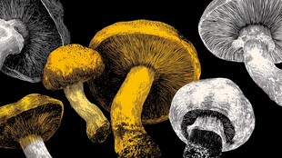 手绘多彩蘑菇特写