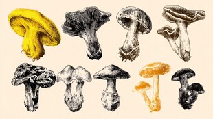 多样手绘蘑菇集合展示