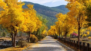 秋日金黄林荫路之美景