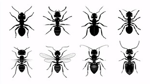 蚂蚁昆虫剪影集合