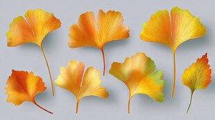 秋日银杏叶 绚丽色彩呈现