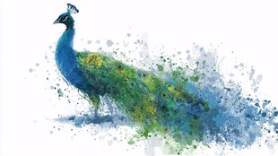 水彩风孔雀 灵动绚丽身姿