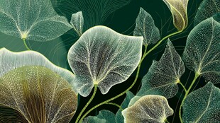 梦幻叶脉插画 自然之美