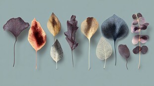 多彩秋叶排列展示