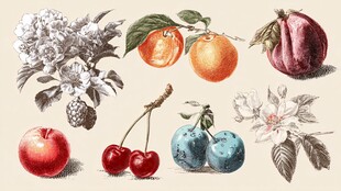 手绘水果花卉插画集合