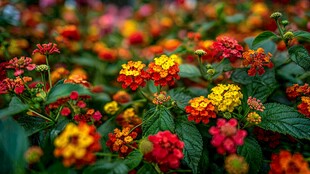 多彩马缨丹绽放绚烂花朵