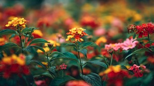 多彩花卉绽放的美丽景致