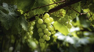 翠绿葡萄挂于繁茂藤蔓间