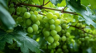 翠绿葡萄挂枝头