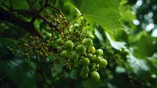 青涩葡萄挂于翠绿藤蔓间