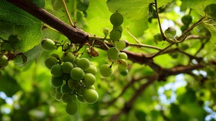 枝头青葡萄 绿意满生机