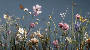 野花烂漫间蝴蝶翩翩飞舞