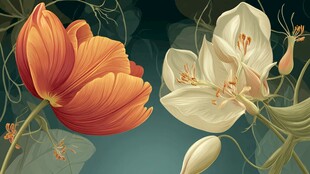 两朵花卉的精致插画